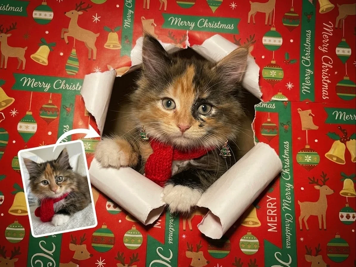 Xmas Wrap Break
