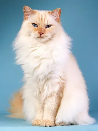 Paw Princess